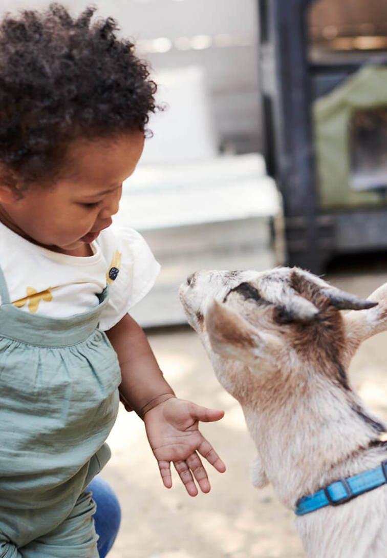 Toddler and baby goat look at each other