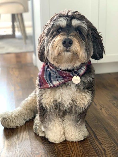 A sitting dog wearing a plaid bandana